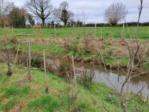 Plantation de Ripisylves sur l'Yser